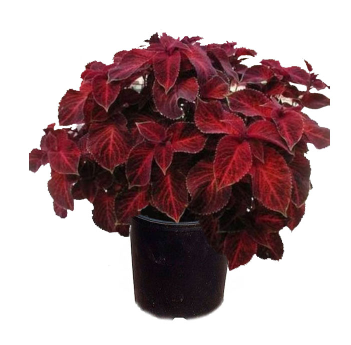 حسن یوسف قرمز